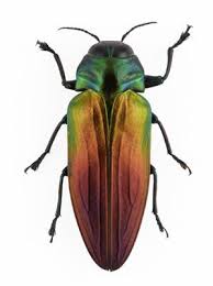 Belionota Sumptuosa Tricolor Metallic Wood Boring Beetle Bugs And Insects Beautiful Bugs Macro Pictures