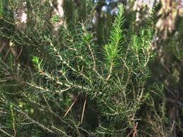 Image result for Erica arborea