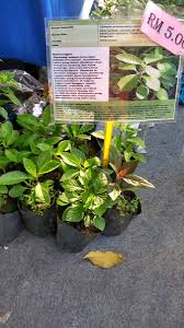 Apa sih manfaat tanaman liar? Pusat Ss Mardi On Twitter Jualan Pokok2 Herba Oleh Kelab Pusat Ss Mardi Di Gardendistrict Maha2016 1 11 Disember 2016 9pg 6ptg Bettermardi Https T Co Ho0loi7zu8