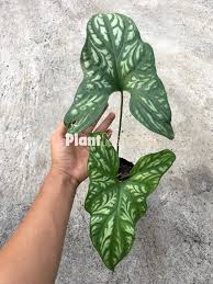 Image result for Cercestis