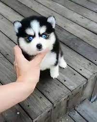 night king cute husky puppies husky dogs cute baby dogs