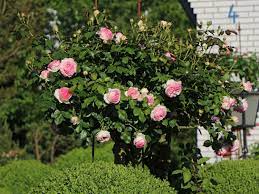 Facebook gives people the power to share and makes the world more open and connected. Strauchrose Eden Rose 85 Schonste Rosen Expertenwissen