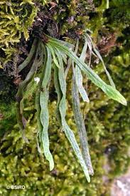 Image result for Grammitis