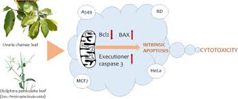 Image result for Dicliptera carvalhoi