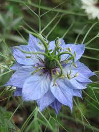 Love In A Mist Amazing Flowers Beautiful Flowers Garden Flowers