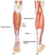 This system works to provide both stability and mobility while we walk or run. Causes Of Big Calves Fat Vs Muscular Calves Oz Cosmetic Clinic