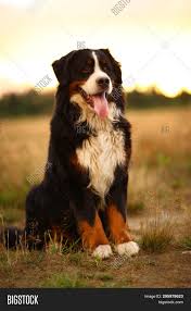 Check spelling or type a new query. Bernese Mountain Dog Image Photo Free Trial Bigstock