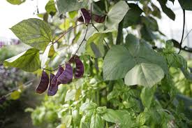 We were afraid next time i might not be. Purple Hyacinth Bean Plant Care Growing Guide