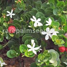 Image result for Carissa