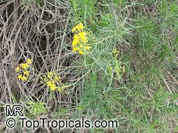 Image result for Senecio sp.no.1