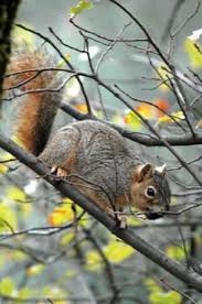 Squirrel colony has eaten all the nuts in the neighbourhood. Squirrels Really Aren T Trying To Commit Suicide Home And Garden Victoriaadvocate Com
