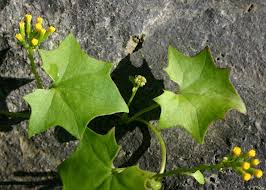 Image result for Delairea odorata