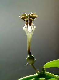 Image result for Ceropegia rendallii