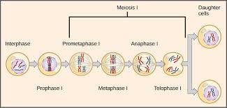 Dihybrid cross monohybrid crosses involve one trait. Laws Of Inheritance Introductory Biology Evolutionary And Ecological Perspectives