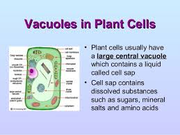 Check spelling or type a new query. Central Vacuole In Plant Cell