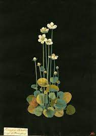 Grass Of Parnassus A Beauty Botanical Painting Botanical Drawings Botanical Art