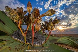 Image result for Caloncoba welwitschii