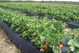 I searched past messages, but i couldn't find it. Ways To Apply The New Ipm Model To Strawberry Production Growing Produce