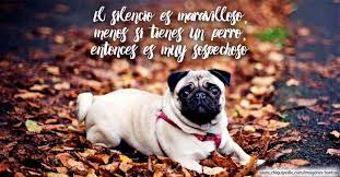 Check spelling or type a new query. Imagenes De Perros Muy Bonitas Y Graciosas No Te Las Pierdas