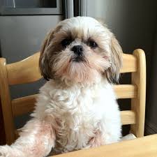 14 Signs You Are A Crazy Shih Tzu Person Shih Tzu Shih Tzu Puppy Shih Tzu Dog