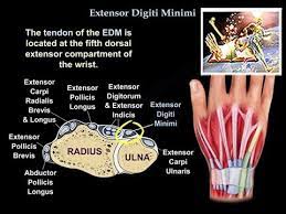 Like the majority of the muscles in this compartment, it originates via common extensor tendon that arises from the lateral epicondyle of humerus. Extensor Digiti Minimi Everything You Need To Know Dr Nabil Ebraheim Youtube