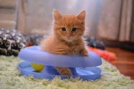 Baby animals also have baby schema characteristics, which helps explain why we think puppies and kittens are cuter than dogs and cats. How To Prepare For A Kitten Cat Adoption Team