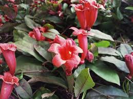 Image result for Bignonia capreolata