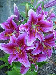 Pin By Berenice Ramirez On Fav Flowers Lily Flower Lilium Flower Flower Seeds
