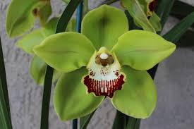 Image result for Cycnium recurvum