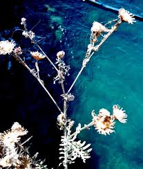 Image result for Cineraria pinnata