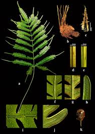 Image result for Pteris