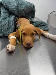 RAMÓN EN ADOPCIÓN RESPONSABLE 🤎 El enano con cabeza de rot y cuerpo de  salchi 😂 se encuentra en la búsqueda de una familia para siempre! Tiene  aprox 3/4 añitos y pesa