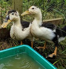 The magpie duck was officially developed in wales in the early 20th century, and is. Magpie Ducks Adorable Dual Purpose Duck Breed