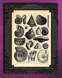 Amazon Com Sea Shells Art In Black And White Seashell