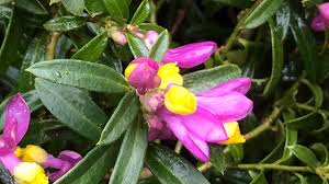 Image result for Polygala gazensis