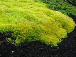 Image result for Sagina