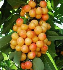 Cerises Rainier Photo De La Page De Fleurs Fruits Legume Exotique Fleurs Et Fruits Fruits Et Legumes