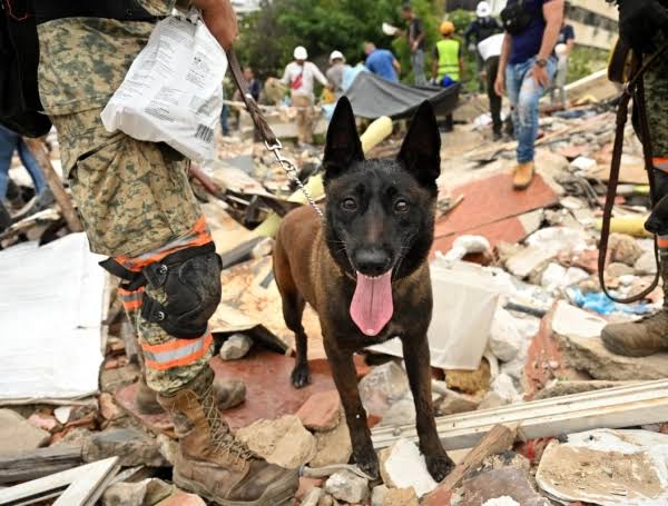De Bogotá a La Guaira: así trabaja Dastan, el perro colombiano enviado para  encontrar sobrevivientes del terremoto en Venezuela