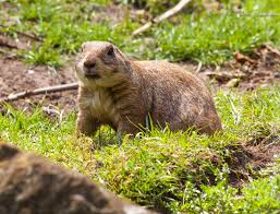 Thank you to catch pest control for taking care of my gopher problem, the right way. How To Get Rid Of Gophers Naturally Guide Without Poison Or Gas Install It Direct