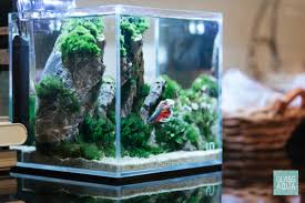 Betta Fish Tank Planted Nano Aquarium Tank Betta Tank Betta Fish Betta Fish Tank