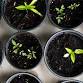 Gardening 101: Beginning Gardening Series