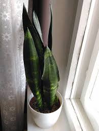 'black dragon' is a dwarf variety of the well known snake plant. Sansevieria Trifasciata Black Dragon Care Images And Videos Chooseyourplant