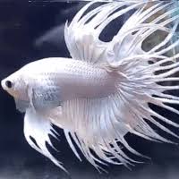Detailed below you will find the different terms put to these tail types, patterns and colours and how some of them have come about. Sensory Serenity White Crowntail Betta Azlanbetta On Instagram
