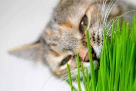 However, because of the type of plants they are, the grass/oat seed combination will not reproduce. The Ultimate Guide To Cat Grass What Is It How To Grow It Yourself