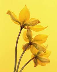 yellow tulips by ron van dongen yellow art yellow aesthetic yellow wallpaper