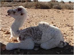 This statement summarizes the historical financial results of a business's revenues the income statement equation shows the profits that were obtained through revenue and expenses. Candidatus Anaplasma Camelii In One Humped Camels Camelus Dromedarius In Morocco A Novel And Emerging Anaplasma Species Infectious Diseases Of Poverty Full Text