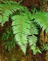 Image result for Dryopteris athamantica