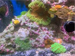 Rock Flower Balled Up And Not Settling Reef2reef Saltwater And Reef Aquarium Forum