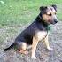 Griffith Land & Cattle Co., Patterdale Terriers, Central ...