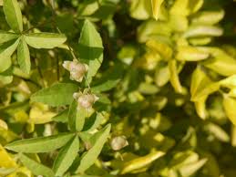 Image result for Merremia quinquefolia